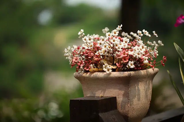 container gardening