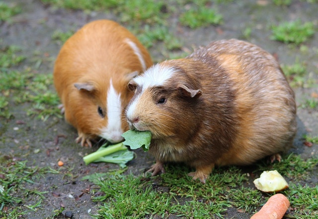 taming guinea pigs