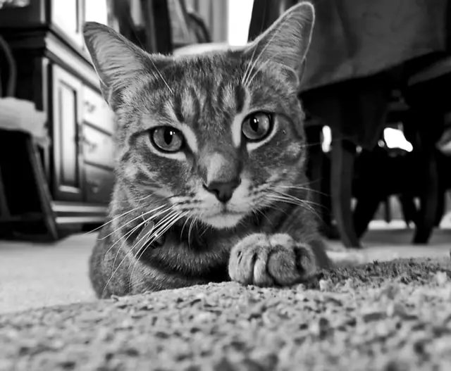 cat carpet scratching