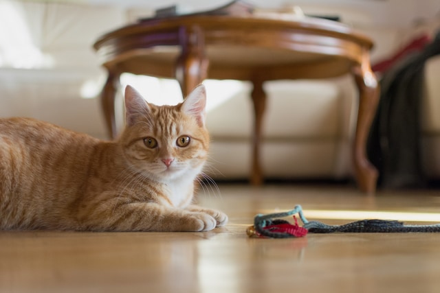 cat proof house