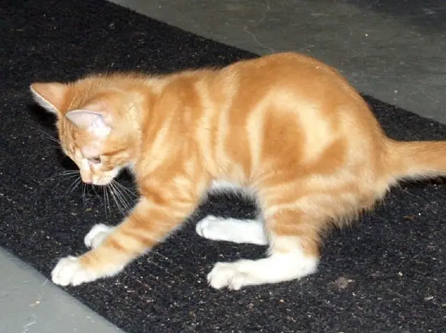 cat scratching carpet