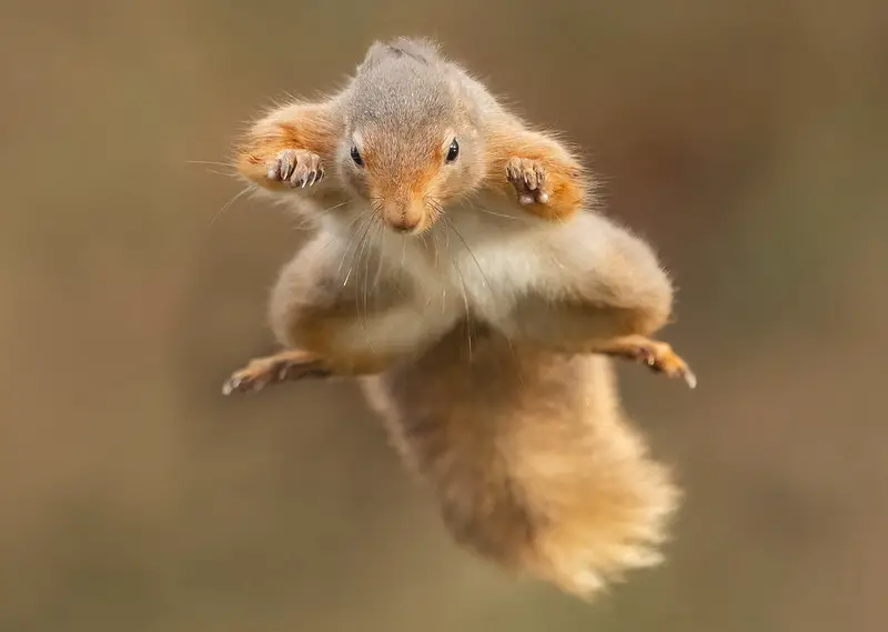 squirrel fall