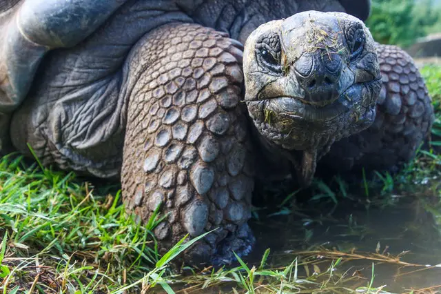 tortoises eat celery