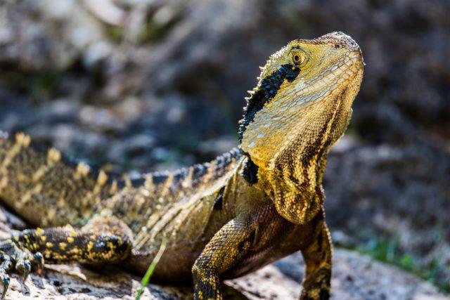 bearded dragon arugula