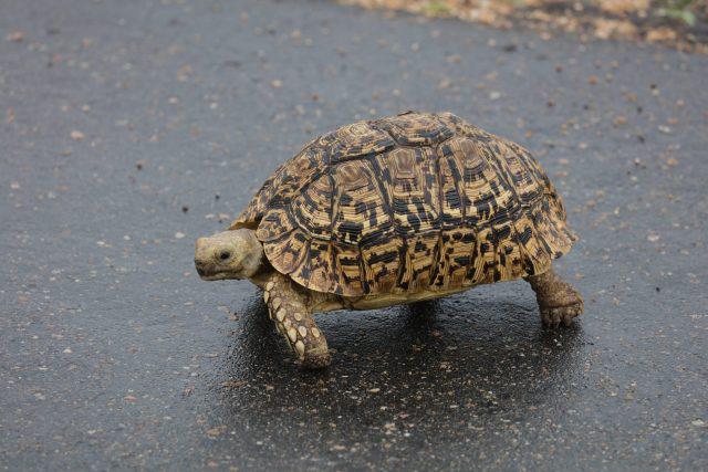 sulcata tortoise