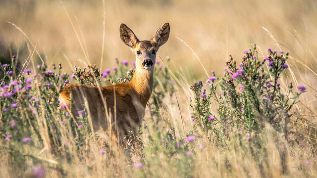 deer impatiens